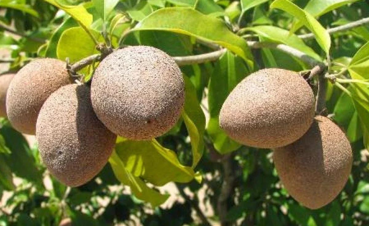 Suco de Sapoti: Delícia Tropical para Refrescar
