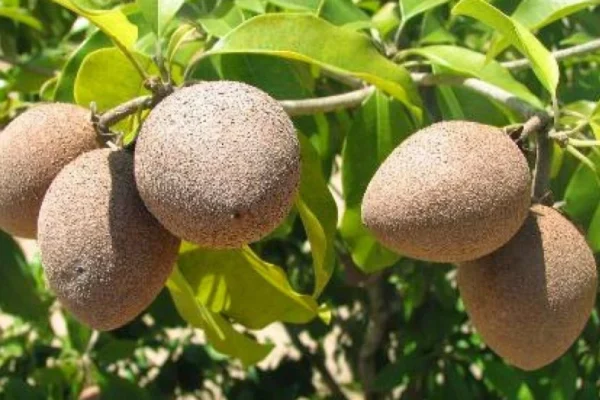 Suco de Sapoti: Delícia Tropical para Refrescar