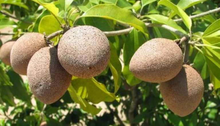 Suco de Sapoti: Delícia Tropical para Refrescar