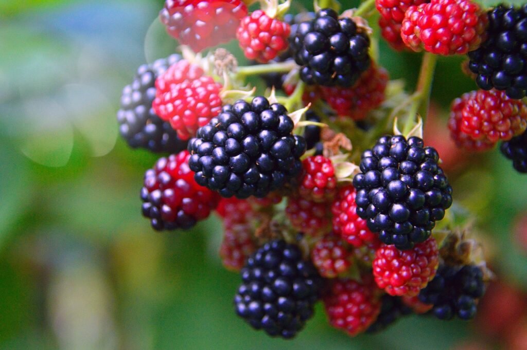 fruit, nature, nobody, food, berry, leaf plants, color, blackberries, mood, plant, autumn nature, blackberries, blackberries, blackberries, blackberries, blackberries