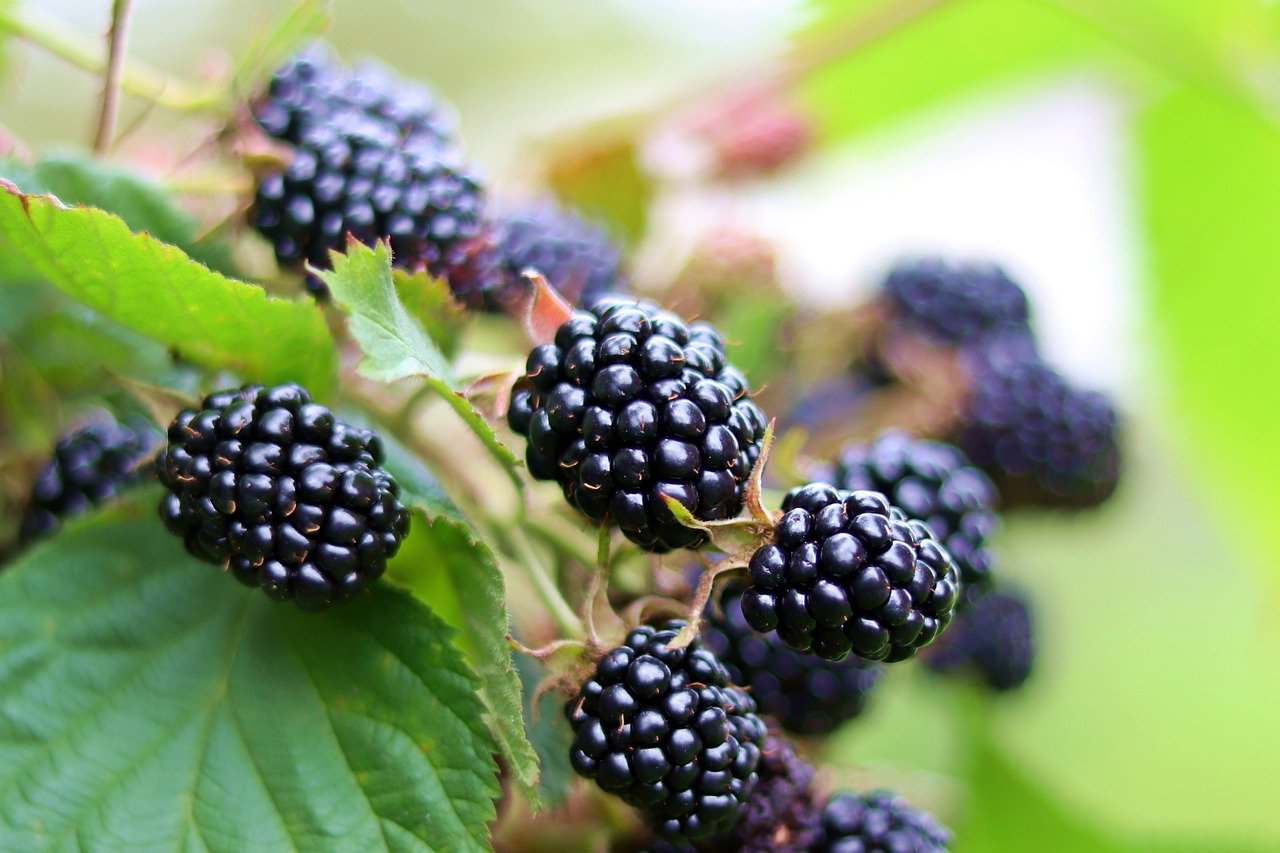 blackberry, berry, russia, country house, garden, summer, blackberry, blackberry, blackberry, nature, blackberry, blackberry