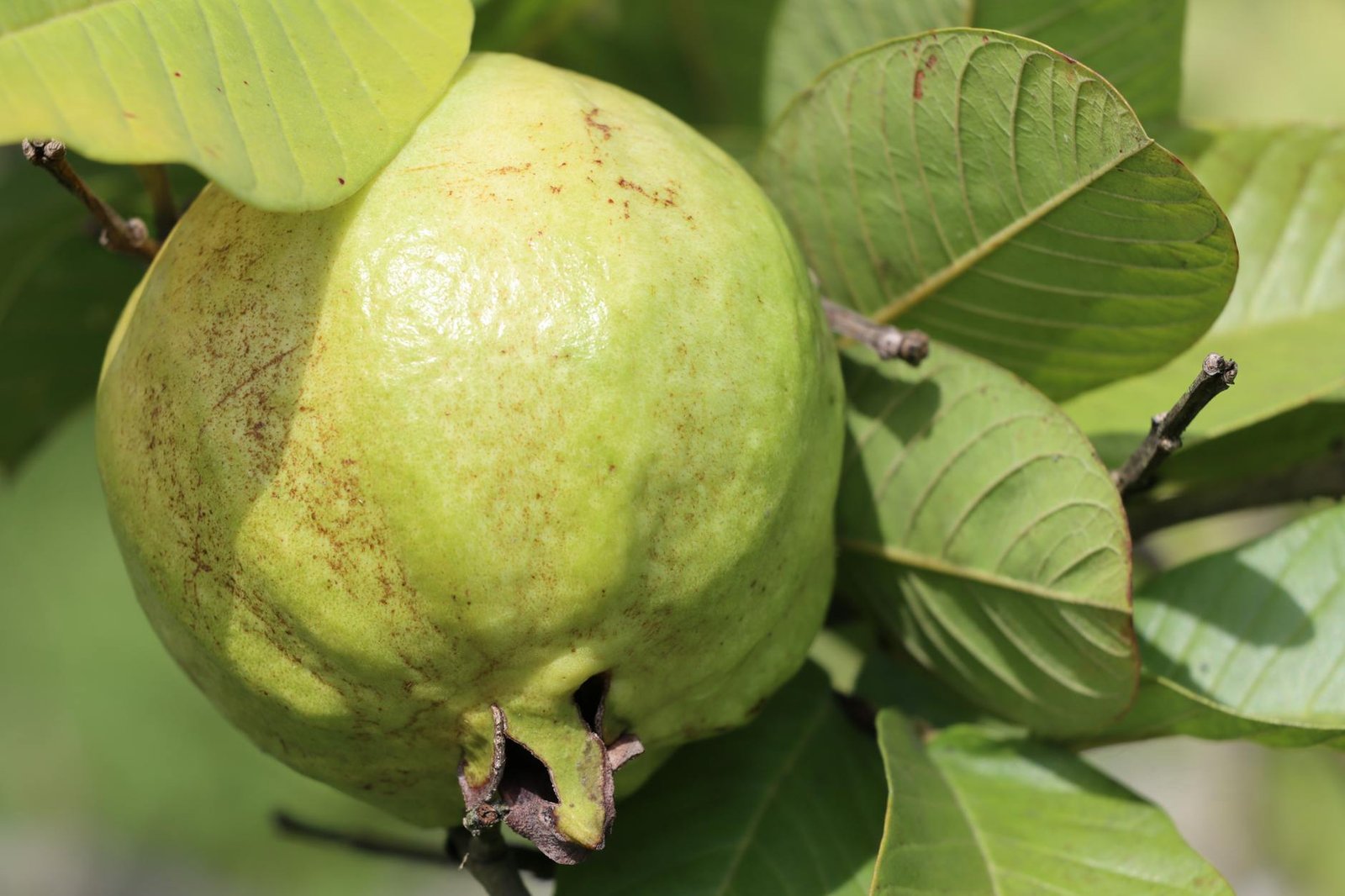 green guava in close up photography