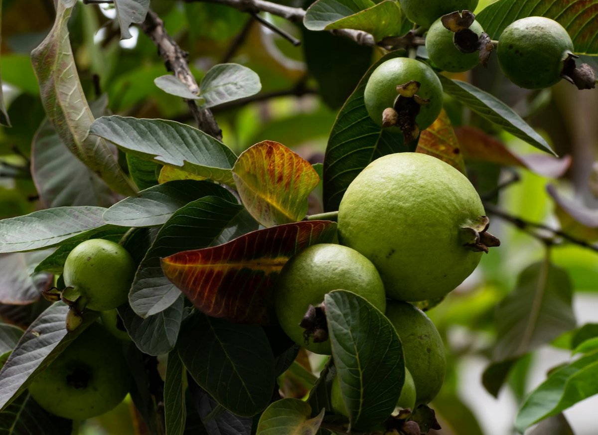 fresh guava fruits on a tree