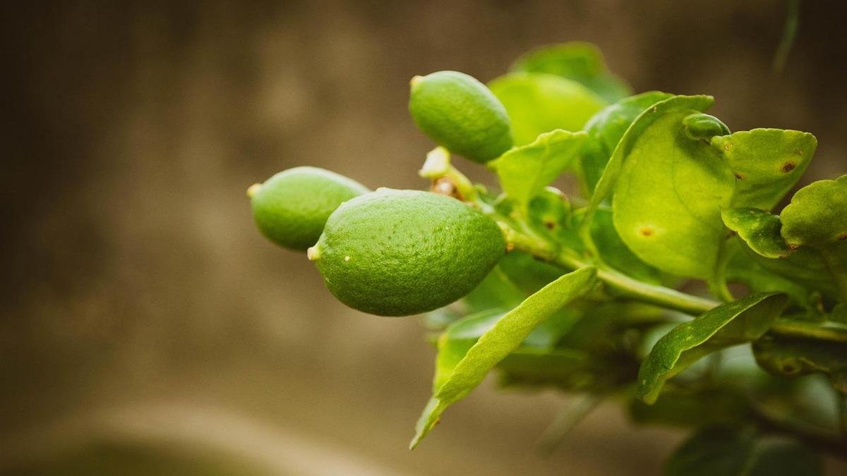 Efeitos Colaterais do Consumo Excessivo de Suco Verde Efeitos Colaterais do Consumo Excessivo de Suco Verde