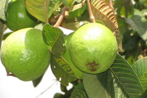 Suco de Goiaba Natural: Como Fazer em Casa Passo a Passo