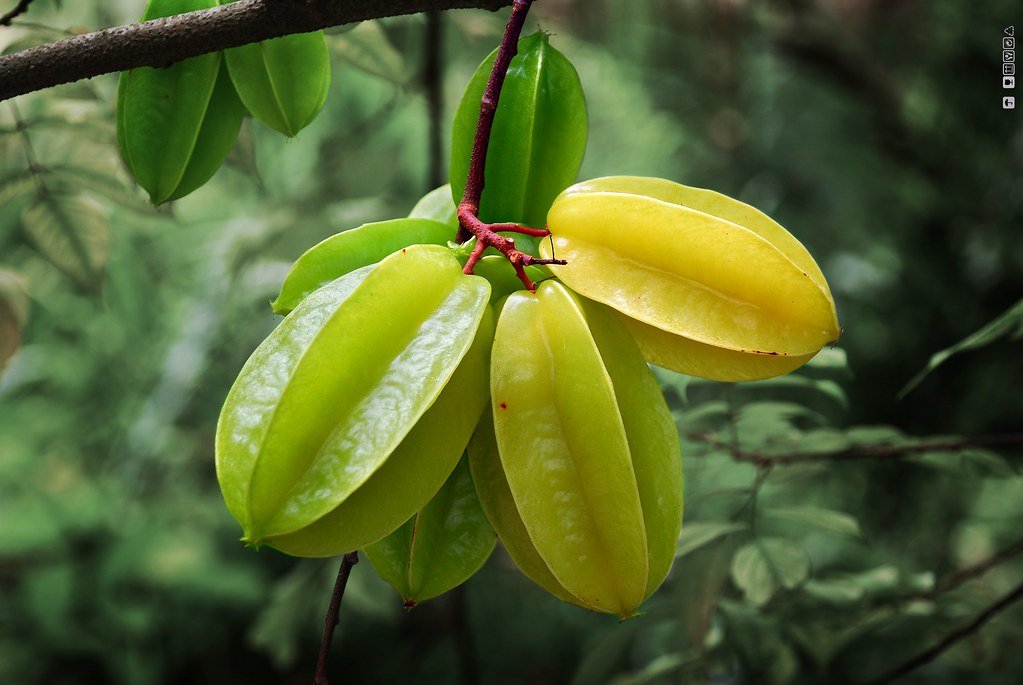 Como Fazer Suco de Carambola