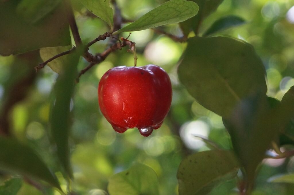 Como Preparar Suco de Acerola Fresco