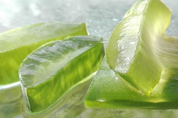 Para Que Serve Suco de Aloe Vera? Benefícios e Como Fazer