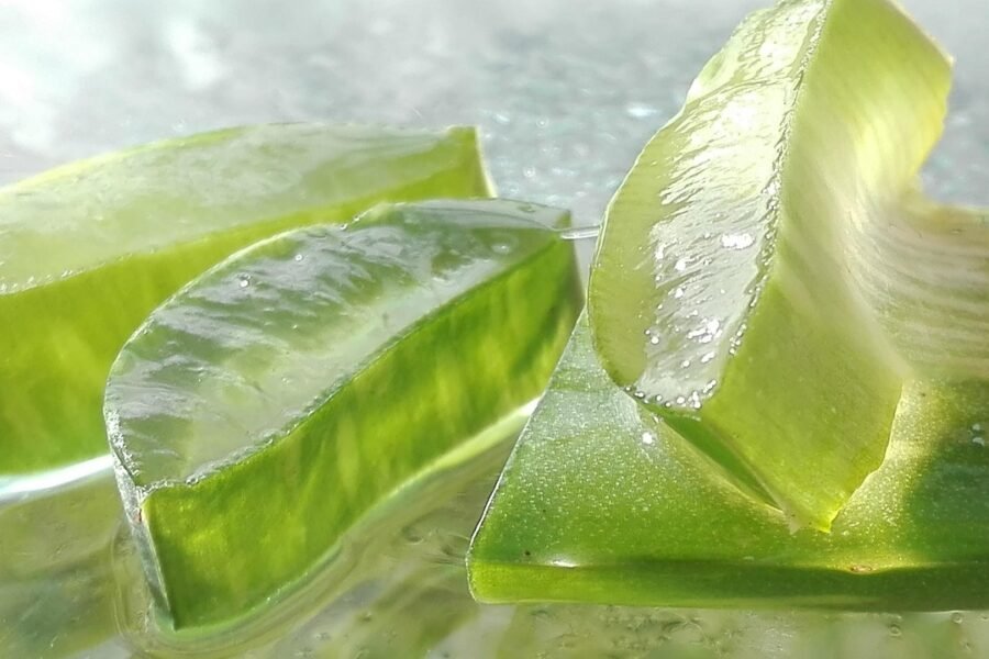 Para Que Serve Suco de Aloe Vera? Benefícios e Como Fazer